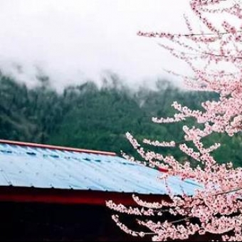 完爆日本樱花 国内这些秘境藏着最美的花海！