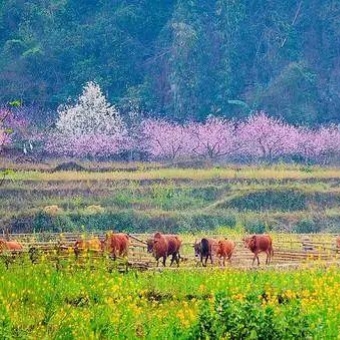 2019第一波春色 百万亩油菜花田强势霸屏央视